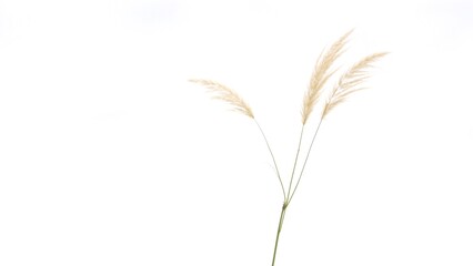 Obraz premium Isolated Ornamental Reed Grass