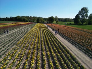 Województwo Świętokrzyskie - Polska - pola tulipanó w rozkwicie, piękne kolory i krajobraz wiejski zdjęcie wykonane dronem z powietrza. Tulipany, pola, drogi, niebo, krajobraz wiejski © Konrad