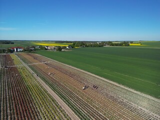 Województwo Świętokrzyskie - Polska - pola tulipanó w rozkwicie, piękne kolory i krajobraz wiejski zdjęcie wykonane dronem z powietrza. Tulipany, pola, drogi, niebo, krajobraz wiejski © Konrad