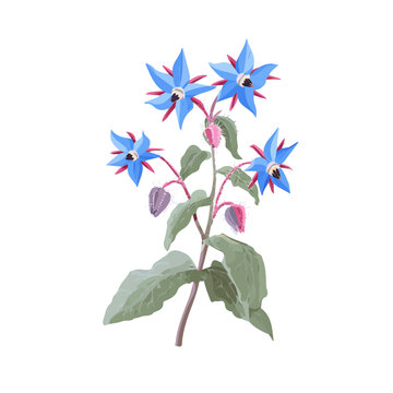 2D flat vector graphic of a Borage in icon style, isolated on white background