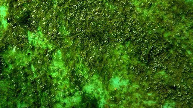 Macro Green Moss with Air Bubbles Underwater for Nature and Ecology Background 4K Slow Motion Seamless Loop