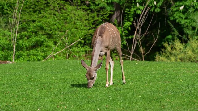 Greater kudu, Tragelaphus strepsiceros is a woodland antelope found throughout eastern and southern Africa.