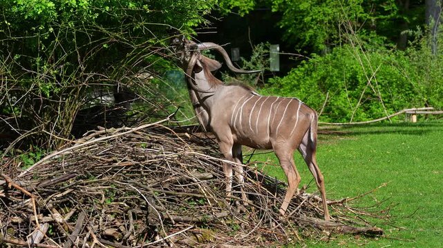Greater kudu, Tragelaphus strepsiceros is a woodland antelope found throughout eastern and southern Africa.