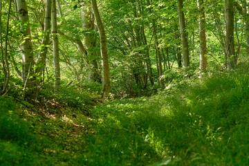 Fototapeta premium Botanical, summer or trees in woods with growth, habitat or branch structure in ecology. Conservation, grass or plants with trunk development, natural landscape or greenery in outdoor environment.