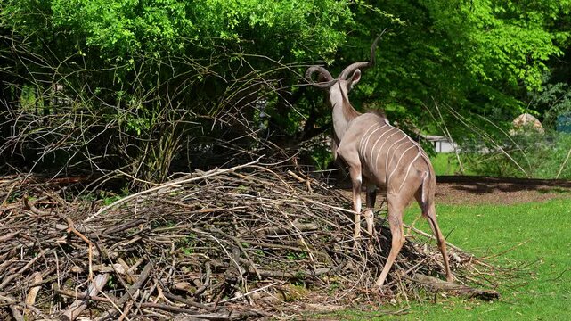 Greater kudu, Tragelaphus strepsiceros is a woodland antelope found throughout eastern and southern Africa.
