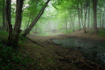 Obraz premium Misty morning in the green forest