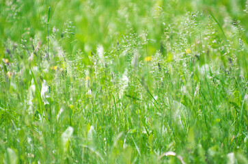 Naklejka premium Spring grass background. Soft blur green grass background. Natural background with green grass.