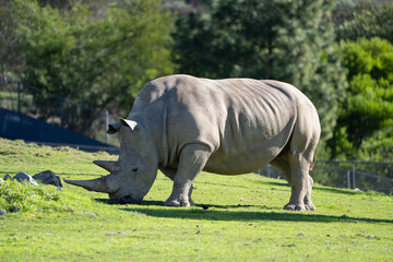 Fototapeta premium White Rhinoceros Grazing on Green Safari Grassland