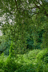 Fototapeta premium Foliage, trees and leaves of forest in nature for natural habitat, conservation and biodiversity. Ecosystem, woods and weeping willow in environment for sustainability, vegetation growth and ecology
