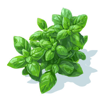 Basil, illustrated as a clean 2D flat vector icon isolated on a white background