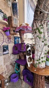 Vertical 4k video of cute cat jumping on table in Old Hersonissos, Crete. Close up of hand stroking fluffy cat in cat house paradise. Adorable feline licking paw in authentic Greek village
