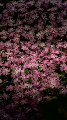Obraz premium A dense, breathtaking carpet of small pink phlox flowers covers the ground. The numerous five-petaled blossoms create a vibrant natural pattern with soft textures and delicate purple-pink hues.