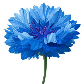 Cornflower Bachelors Button, 2D flat vector illustration in icon style, isolated on a white background