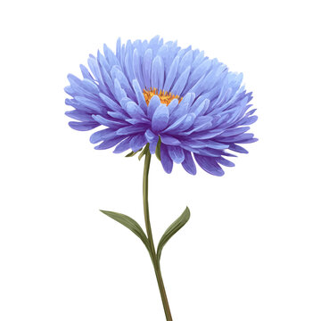 Minimal 2D flat vector of a Aster Flower, icon-style illustration on a white background