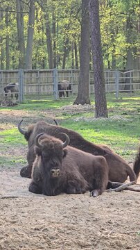 Two European bison resting on sandy ground in a sunny forest enclosure during summer day at a wildlife reserve or zoo park outdoors with trees. Video 4k