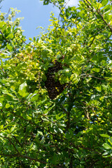 Fototapeta premium Wild Honey Bee Swarm Clustered in a Green Tree, Suffolk, UK