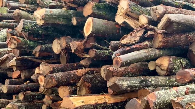 Rain on stacked freshly cut logs &mdash; close‑up, 4K