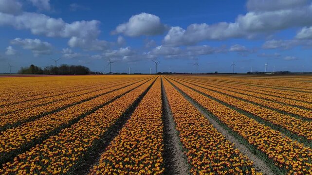 Aerial View of Yellow and Orange Flower Fields