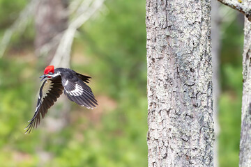 Obraz premium Pileated Woodpecker (Dryocopus pileatus)