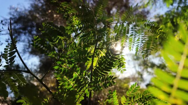 Bright sun shines through delicate jacaranda mimosifolia leaves creating warm bokeh and natural lens flare effect.