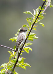Obraz premium Eastern Phoebe (Sayornis phoebe)