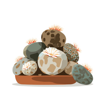 Lithops, presented as a modern flat 2D vector icon graphic on a white background