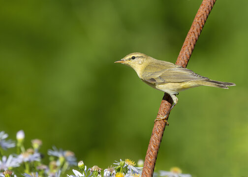 Willow warbler sitting on a rusty iron rod