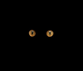 Сat's eyes glowing in the dark. © nata777_7
