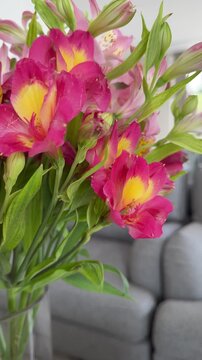 Slow‑motion close‑up of pink‑yellow alstroemeria bouquet in a glass vase &mdash; cozy living room background, 4K