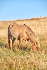 Obraz premium Agriculture, horse and eating grass in pasture for digestive health, ranching and sustainability. Space, equine animal and grazing in field for nutrition, livestock management and natural environment