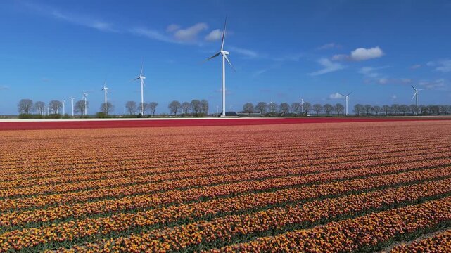 Vast Tapestry of Red and Yellow Spring Flowers