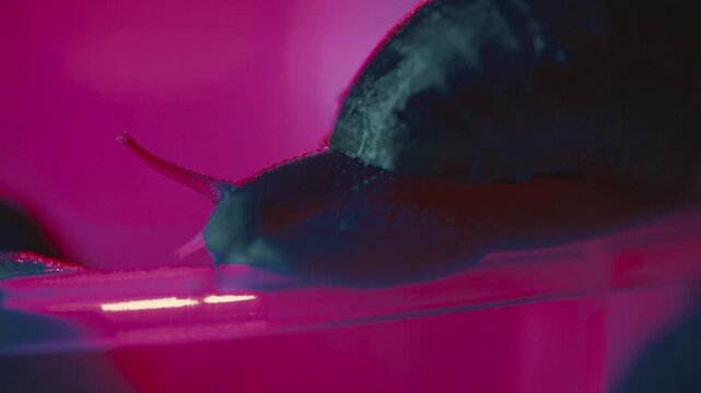 Snail moving across a surface in bright colored light during an indoor observation session