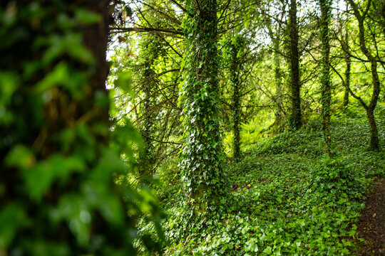 Ivy covered woodland in northwest Ireland with lush ferns and green forest floor. Atmospheric Irish nature scene near the wild Atlantic landscape.