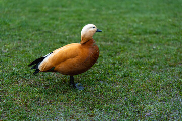 Obraz premium Duck On Grass. Lone Ruddy Shelduck Stands Softly On Damp Grass Beneath Muted Evening Sky With Reflective Ground And Subtle Silhouette