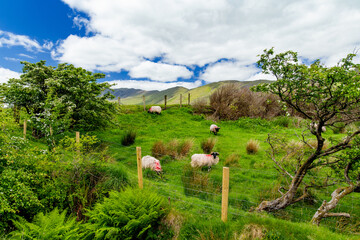 Obraz premium Paint marked sheep graze on a lush hillside pasture with mountains in the background in western Ireland. A rural livestock landscape capturing everyday life in the Irish countryside.