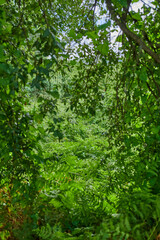 Fototapeta premium Trees, woods and growth with leaves in nature, canopy or sustainability with foliage in environment. Ecosystem, indigenous plants and branches with conservation, outdoor and national park in spring