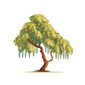 Tamarind Tree, clean 2D vector flat illustration in minimal and modern style on a white background.