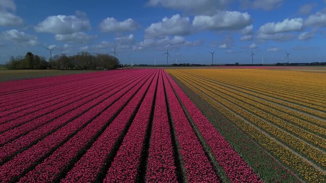 Low Drone Sweep Over Pink and Yellow Flowers
