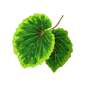 Begonia Leaf, clean 2D vector flat illustration in minimal and modern style on a white background.