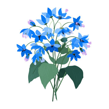 Flat 2D minimalist illustration of a Borage Bouquet, modern vector design with white background.