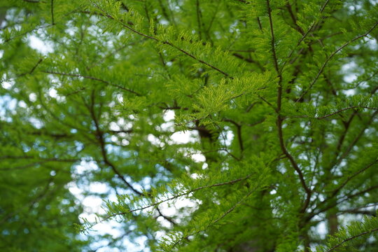Nahaufnahme einer Echten Sumpfzypresse (Taxodium distichum) mit frischen gr&uuml;nen Nadeln im Fr&uuml;hling