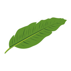 Modern flat 2D vector illustration of a Plantain Leaf, minimal design style on a white background. © MiniVex