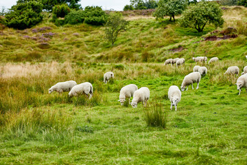 Fototapeta premium Sheep, flock and grazing on grass in nature for food, pasture and outdoor with eating for nutrition. Free range animal, livestock and herd with diet, field or farm for meat, wool and sustainability
