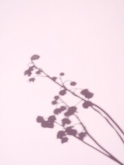 Fototapeta premium Delicate botanical shadow on soft pink background with natural sunlight and minimal aesthetic