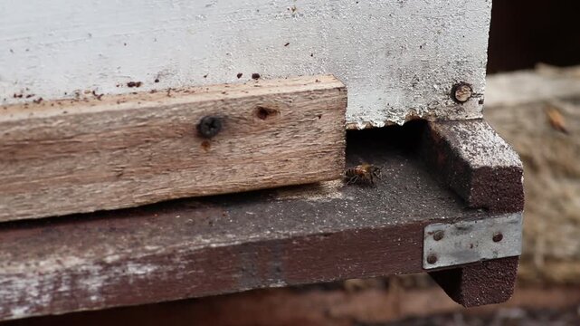Abejas mel&iacute;feras entrando y saliendo de un panal de madera ecol&oacute;gico