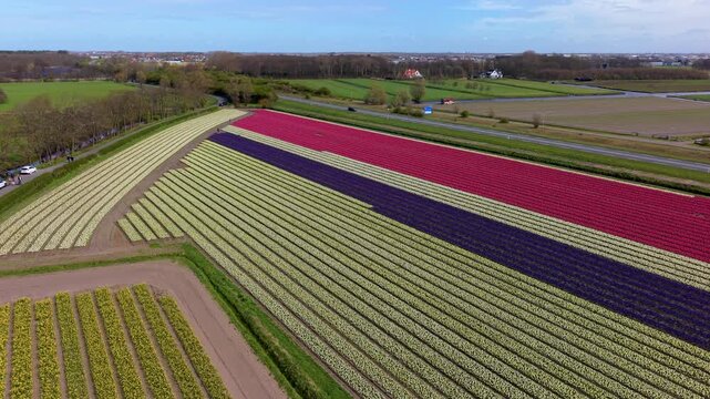 Stunning aerial view of vibrant tulip and daffodil fields in the Dutch countryside. Colorful rows of spring flowers create a beautiful pattern under a clear sky.