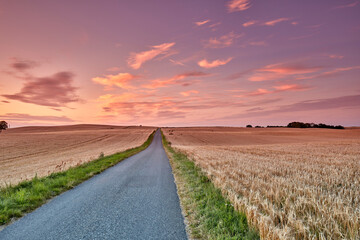 Obraz premium Sunset, corn field and landscape of road in nature for natural tourism, horizon or grain environment. Sky, evening or asphalt street in countryside for scenic route, agricultural land or outdoor path