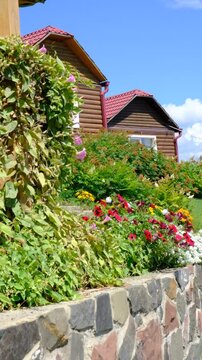 White Alyssum flowers, Sweet Alice Lobularia Maritima, petunias on home garden. Summer hot  day. Courtyard, patio decorated summer flowers. Cottage and vacations, mountain hotel resort