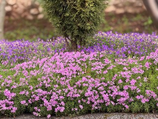 Obraz premium Beautiful field of blooming purple and pink wildflowers growing in lush green meadow. Vibrant spring flowers creating colorful natural floral background outdoors.