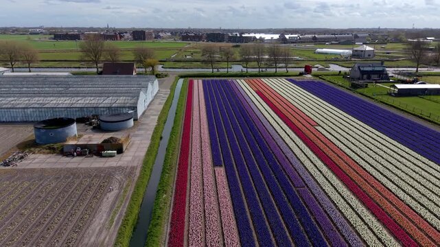 Aerial high angle shot of colorful tulip and hyacinth fields in the Netherlands. Symmetrical rows of purple, pink, and white flowers bloom next to agricultural greenhouses in the spring.